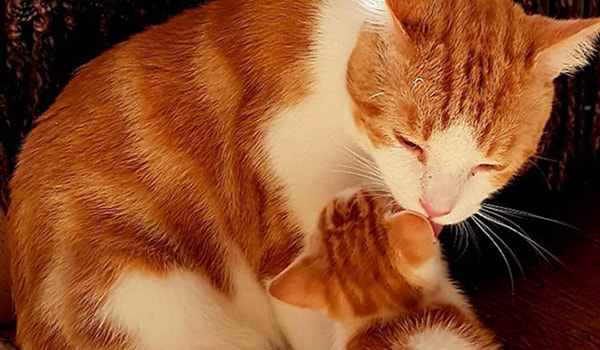 Ginger and white cat bathing its kitten