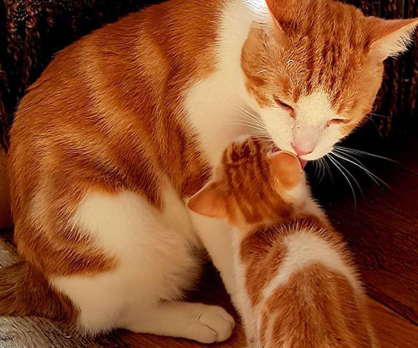 Ginger cat cleaning its kitten