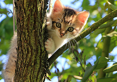 Stray kitten stuck in tree